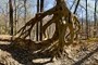 Tree Roots