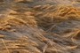 Barley