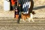 Collie
