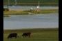 Cow, Bird, Tractor, Catfish pond
