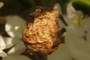 old apple