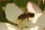 bee 2