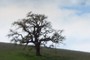 Valley Oak