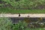 ducks