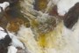 Tea coloured water.