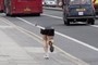 Half a jogger