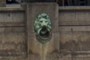 Another lion