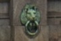 Yet another lion