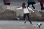 Pigeon chasing 