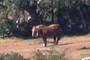 caballo