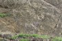 syncline hinge