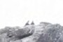 Couple of vultures