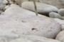 fossil molds
