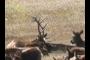 Antlers