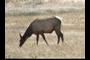 Elk near road