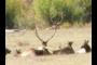 A second herd