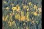 Orange and Yellow Aspens