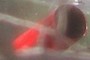 Red Pipe