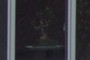 Bonsai Plant