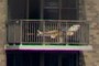 Sunbather