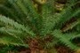 Sword fern