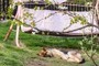 Lazy doggy