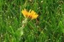 The neverending Dandelion fight begins ...