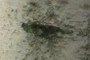 Birch Tree Eye