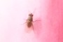 insect