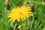insect