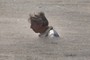 Funny head