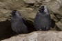 Jackdaw