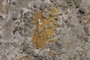Lichen