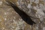 Hole