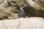 Jackdaw