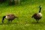 Geese