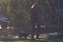 Walking 2 Pugs