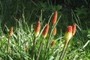 Torch Lilies