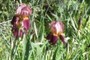 Purple Irises