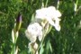 White irises
