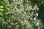 Butterfly Bush