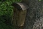 Mason Bee Nest