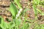 Lily of the Valley
