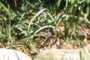 Grape Hyacinth