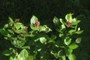 Sweet Shrub