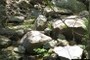 Boulders of Weverton Quartzite