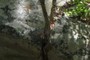 Tree growing from fracture in rock