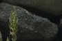 pebble conglomerate