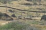 The Fence