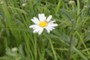 Margrit